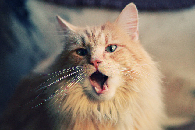 拉梅洛爆发之夜，凯尔特人压哨绝杀鹈鹕，一场定义赛季的经典战役